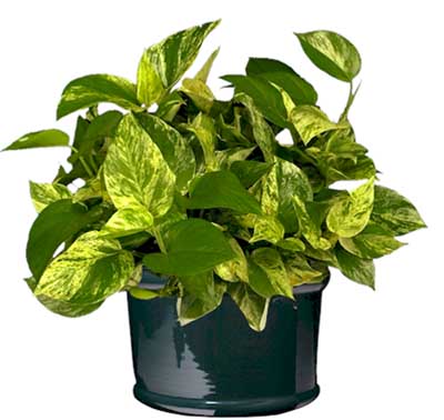 pothos plant